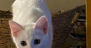 Ivory is registered to the contest to win money with this photo: animal, basket, close_up, curious, domestic, ears, face, feline, fur, household, indoor, kitten, paws, pet, stretching, whiskers, white_cat, wicker, wooden_surface, young_cat