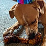 Lily joined the competition — help win amazing prizes! dog, party_hat, bone, carpet, indoor, celebration, pet, animal, brown_dog, toys, furniture, close_up, chewing, canine, paw, snout, head, relaxed, colorful, fun