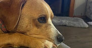 Lily is registered to the contest to win money with this photo: dog, pet, canine, resting, couch, indoor, closeup, animal, fur, paw, living_room, fireplace, wood, floor, collar, relaxed, side_view, home, cozy, mammal