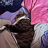 Storm is registered to the contest to win money with this photo: bed, blanket, cat, clothing, collar, comfort, cozy, domestic_animal, fur, indoor, pet, pile, pink, purple, relaxation, resting, sleeping, soft, tabby, textile