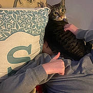 Storm is registered to the contest to win money with this photo: animal, cat, comfort, couch, cozy, cute, domestic, furniture, gray_sweater, hand, home, indoor, patterned_pillow, person, pet, pillow, relaxing, resting, tabby_cat, thumbs_up