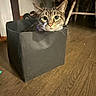 Storm is registered to the contest to win money with this photo: animal, box, cat, chair, container, cozy, curiosity, curious, domestic, ears, eyes, floor, furniture, home, indoor, pet, playful, tabby, whiskers, wooden_floor