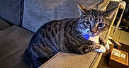 Storm joined the competition — help win amazing prizes! animal, box, cat, collar, couch, domestic, ear, fur, furniture, green_eyes, home, indoor, living_room, package, paw, pet, relaxed, resting, tabby_cat, whiskers