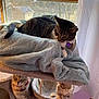 Storm joined the competition — help win amazing prizes! animal, cat, cat_tree, collar, cozy, curious, curtain, cute, daylight, feline, furniture, indoor, looking, pet, relaxed, resting, sunlight, tag, towel, window