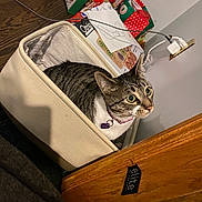 Storm is registered to the contest to win money with this photo: animal, board_game, cat, collar, cord, curious, ears, eyes, fabric_box, floor, gift_bag, household, indoor, paper, pet, room, sitting, tabby_cat, tag, wooden_furniture