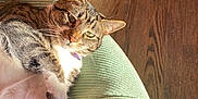 Storm joined the competition — help win amazing prizes! animal, cat, closeup, comfort, cushion, domestic, ears, feline, fur, indoor, nose, paw, pet, relaxed, resting, sunlight, tabby, texture, whiskers, wood_floor