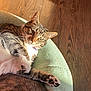 animal, cat, closeup, comfort, cushion, domestic, ears, feline, fur, indoor, nose, paw, pet, relaxed, resting, sunlight, tabby, texture, whiskers, wood_floor