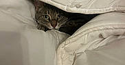 Winter is registered to the contest to win money with this photo: cat, blanket, white, cozy, indoor, pet, fur, whiskers, eyes, comfort, soft, folds, resting, cute, animal, mammal, sleepy, hidden, fur_pattern, domestic