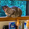 Winter joined the competition — help win amazing prizes! cat, gray_cat, window, windowsill, purple_collar, houseplant_outside, greenery, indoor, household_items, toiletries, spray_bottle, crest_whitestrips, wooden_frame, pet, animal, fur, domestic_cat, looking_out, resting, cozy