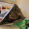 Winter joined the competition — help win amazing prizes! cat, tabby_cat, paper_bag, table, clothing, chair, mirror, chandelier, indoor, household_items, curious, pet, feline, domestic_animal, looking, closeup, reflection, colorful, fabric, casual
