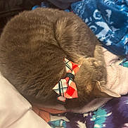 Winter is registered to the contest to win money with this photo: cat, bow, sleeping, curled_up, blanket, fabric, gray_fur, cozy, pet, domestic_animal, fur, resting, indoor, cute, plaid, soft_texture, colorful, nap, warm, animal