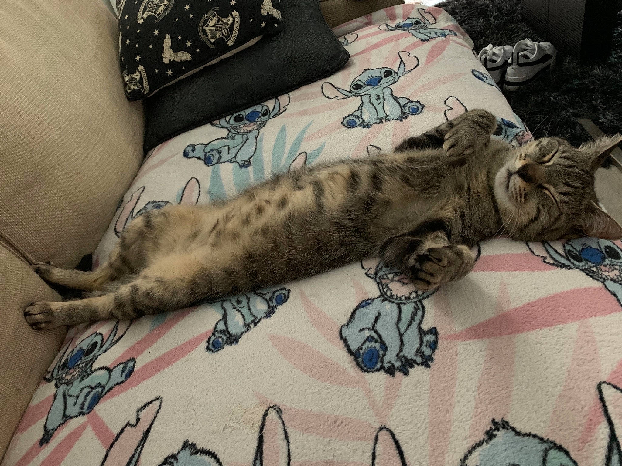 Maïky participe au concours pour gagner de l'argent avec cette photo : bed, bedding, blue, carnivore, cat, claw, comfort, couch, domestic_short_haired_cat, felidae, fur, linens, nap, pattern, paw, small_to_medium_sized_cats, snout, tail, terrestrial_animal, whiskers