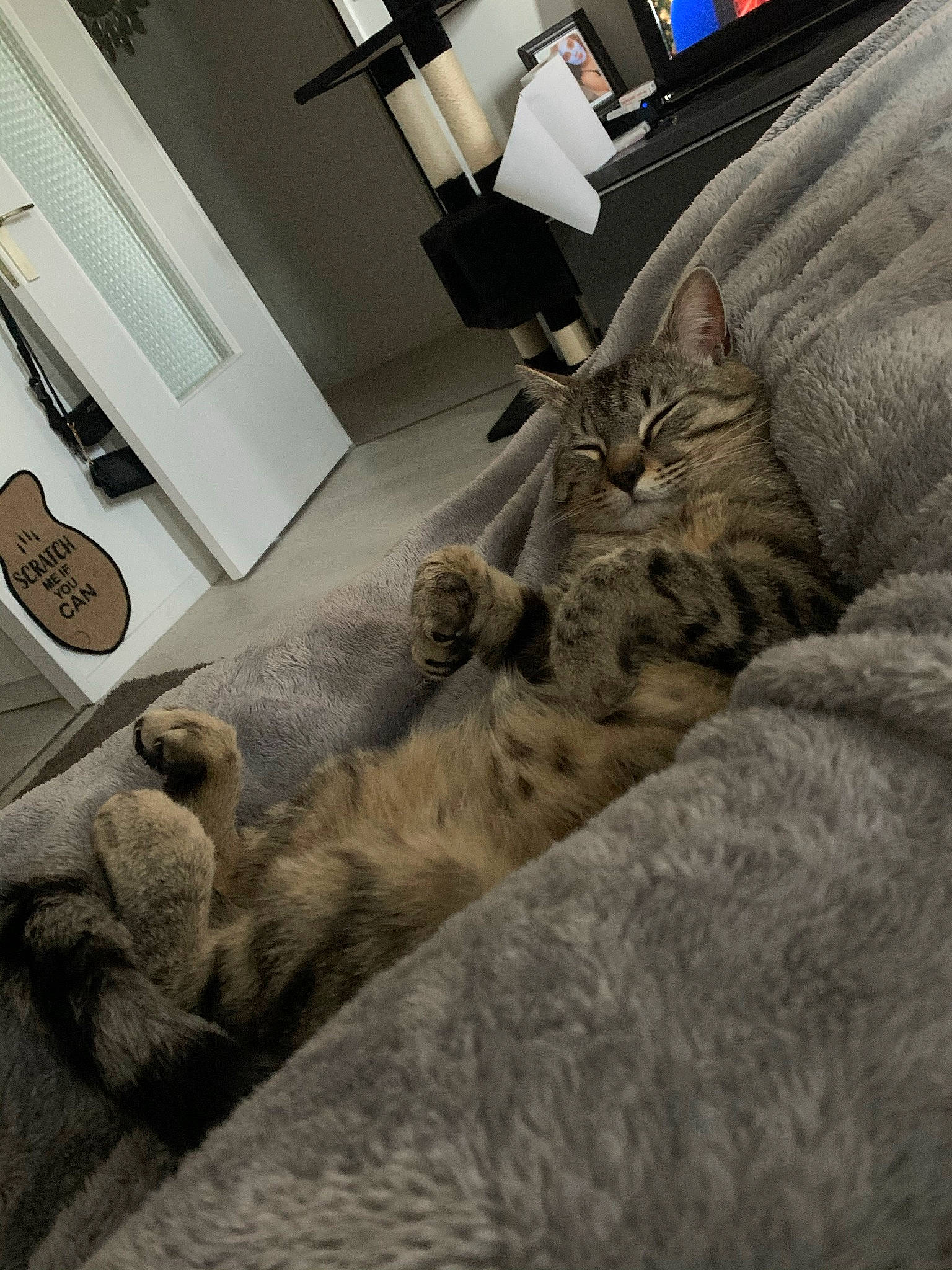 Maïky participe au concours pour gagner de l'argent avec cette photo : canidae, carnivore, cat, comfort, couch, domestic_short_haired_cat, fawn, felidae, flooring, fur, grey, hardwood, linens, room, small_to_medium_sized_cats, snout, tail, vertebrate, whiskers, wood