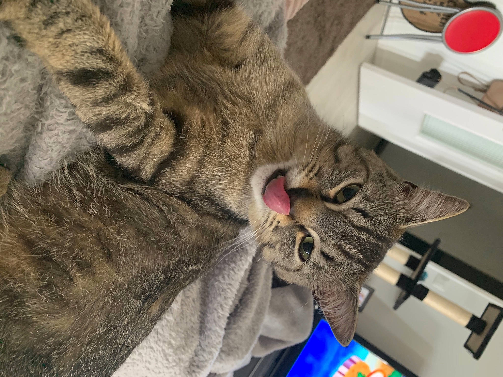 Maïky a rejoint le concours — aidez-le/la à gagner de superbes lots ! carnivore, cat, claw, comfort, domestic_short_haired_cat, felidae, fur, kitchen_appliance, kitchen_utensil, nap, paw, sleep, small_to_medium_sized_cats, snout, tail, whiskers