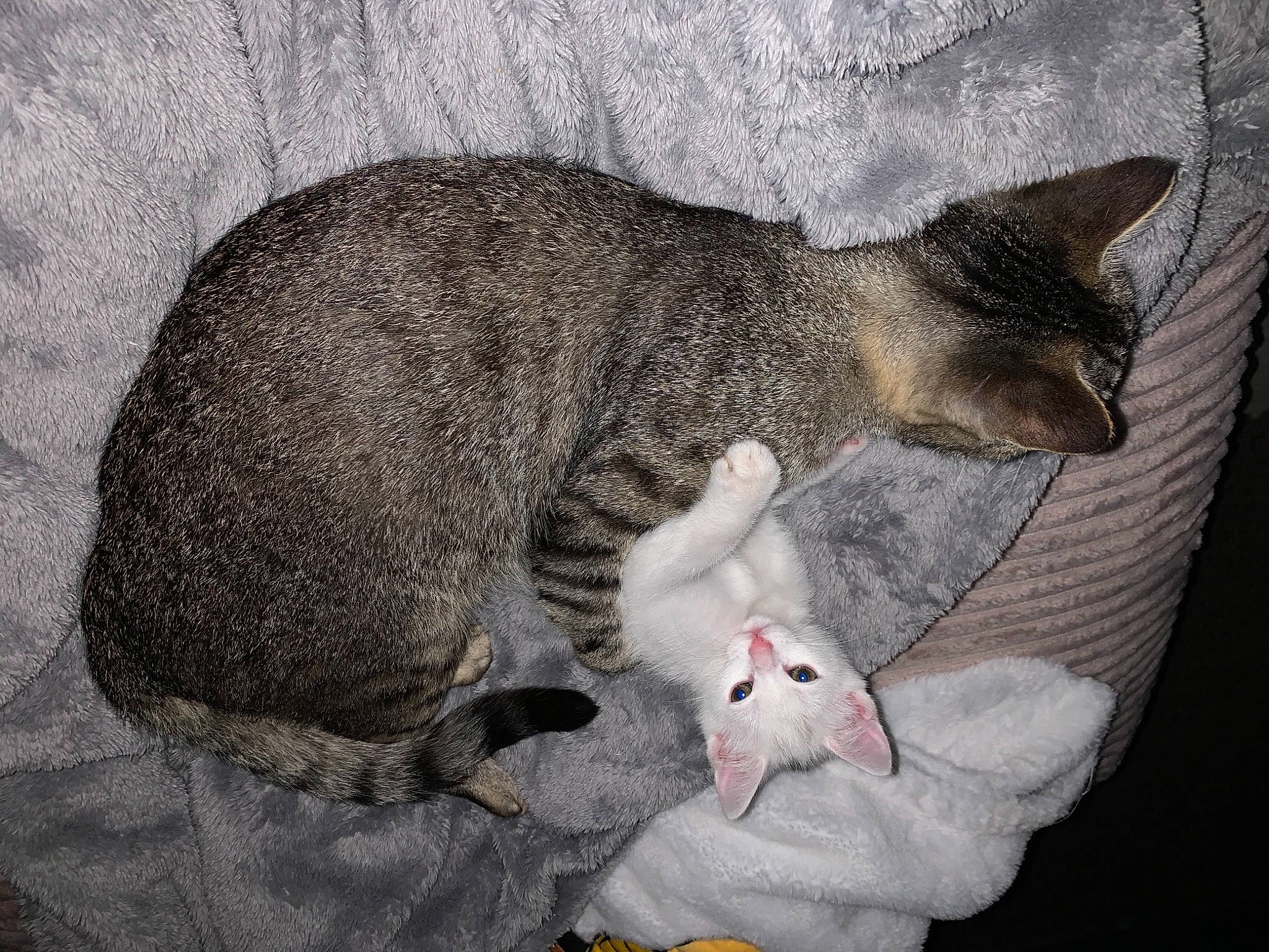 Maïky a rejoint le concours — aidez-le/la à gagner de superbes lots ! art, carnivore, cat, claw, comfort, domestic_short_haired_cat, felidae, fur, grey, nap, paw, sleep, small_to_medium_sized_cats, tail, terrestrial_animal, toy, whiskers, wildlife