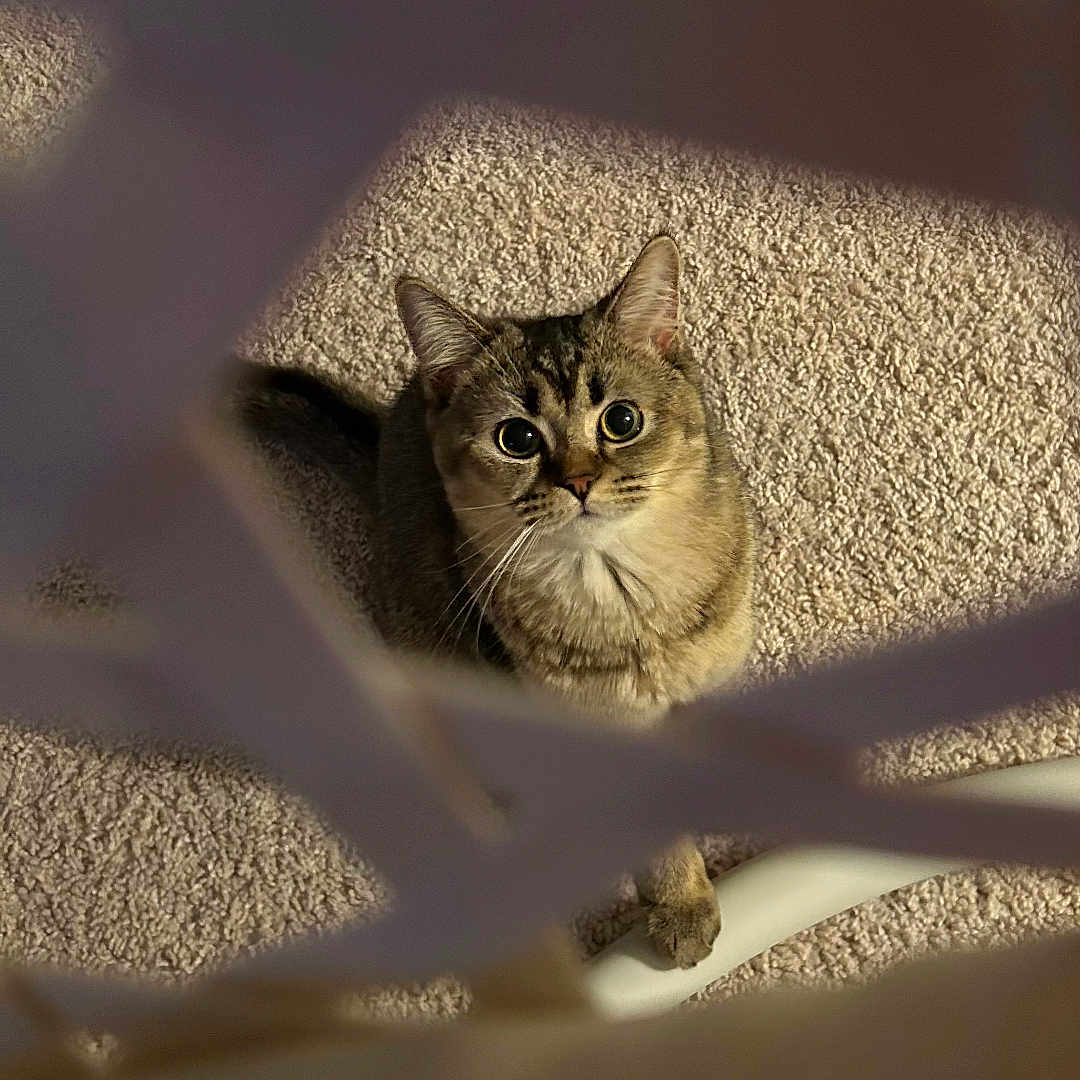 Masha