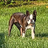dog, boston_terrier, grass, yard, outdoor, pet, animal, canine, fence, sunlight, greenery, nature, standing, alert, ears_up, short_fur, white_markings, black_and_white, portrait, daylight