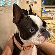 Lucy is registered to the contest to win money with this photo: dog, boston_terrier, pet, close_up, blue_eyes, collar, indoor, living_room, couch, person, hand, furniture, television, photo_frame, wall, blanket, animal, canine, cute, companion