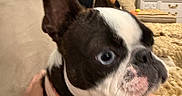 Lucy is registered to the contest to win money with this photo: animal, blanket, blue_eyes, boston_terrier, canine, close_up, collar, companion, couch, cute, dog, furniture, hand, indoor, living_room, person, pet, photo_frame, television, wall
