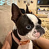 dog, boston_terrier, pet, close_up, blue_eyes, collar, indoor, living_room, couch, person, hand, furniture, television, photo_frame, wall, blanket, animal, canine, cute, companion