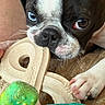 dog, boston_terrier, toy, bone, paw, heterochromia, blue_eye, brown_eye, pet, close_up, chewing, animal, cute, playing, indoor, fur, snout, whiskers, nose, expression