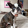 Lucy joined the competition — help win amazing prizes! animal, bedroom, black, blanket, boston_terrier, brown, canine, collar, curious, cute, dog, ears, face, furniture, indoor, painting, pet, sitting, wall_art, white
