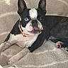 dog, boston_terrier, pet, animal, lying_down, blanket, beige, fur, ears, collar, tongue_out, one_blue_eye, one_dark_eye, cute, indoor, cozy, portrait, looking_at_camera, paw, resting