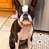 boston_terrier, dog, pet, animal, sitting, collar, bow, pink, kitchen, tile_floor, flooring, indoor, cute, portrait, mammal, companion, domestic_animal, white, black, brown