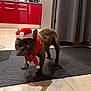 french_bulldog, dog, pet, indoor, kitchen, red_cabinet, tiled_floor, mat, christmas_hat, scarf, brindle, animal, standing, festive, holiday, cute, domestic, portrait, furniture, floor