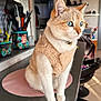 cat, blue_eyes, fleece_vest, indoor, kitchen_counter, sitting, pet, feline, whiskers, table_mat, utensils, domestic, cozy, curious, fur, collar, household, looking_away, close_up, daylight
