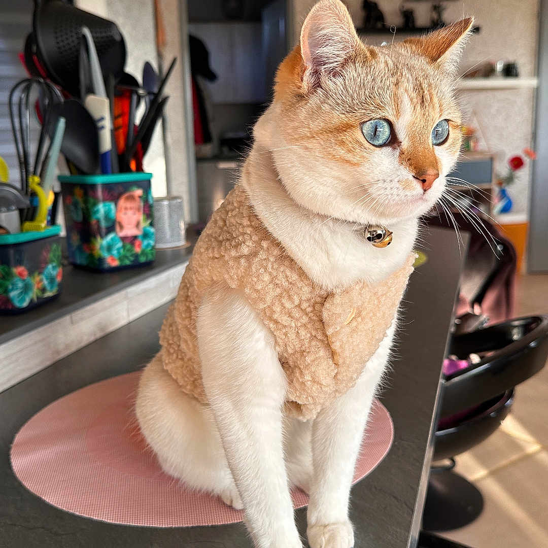 Uguette a rejoint le concours — aidez-le/la à gagner de superbes lots ! blue_eyes, cat, close_up, collar, cozy, curious, daylight, domestic, feline, fleece_vest, fur, household, indoor, kitchen_counter, looking_away, pet, sitting, table_mat, utensils, whiskers