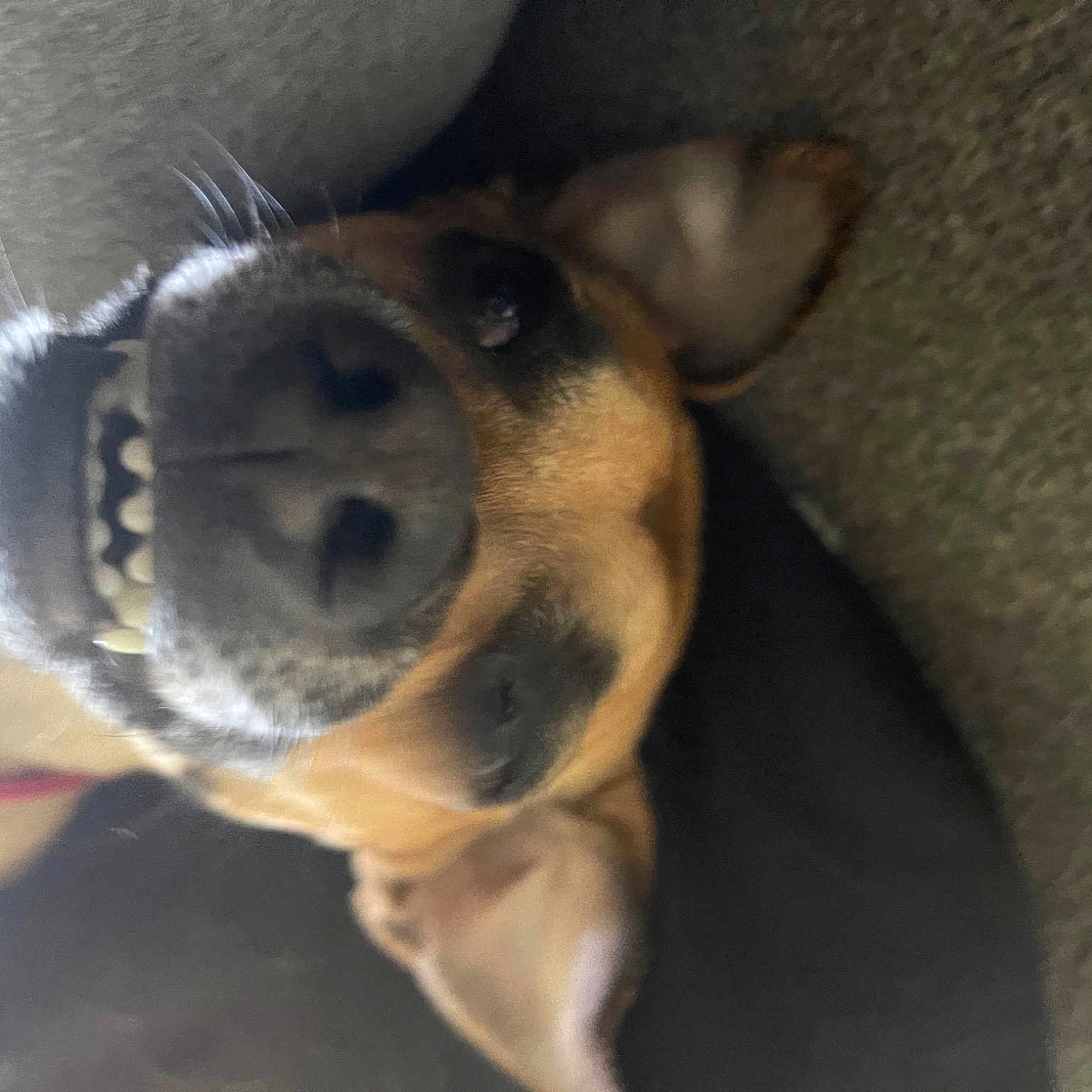 Steve is registered to the contest to win money with this photo: canidae, carnivore, collar, companion_dog, dog, dog_breed, ear, fawn, fur, guard_dog, happy, jaw, nose, paw, smile, snout, sporting_group, whiskers, working_animal, working_dog