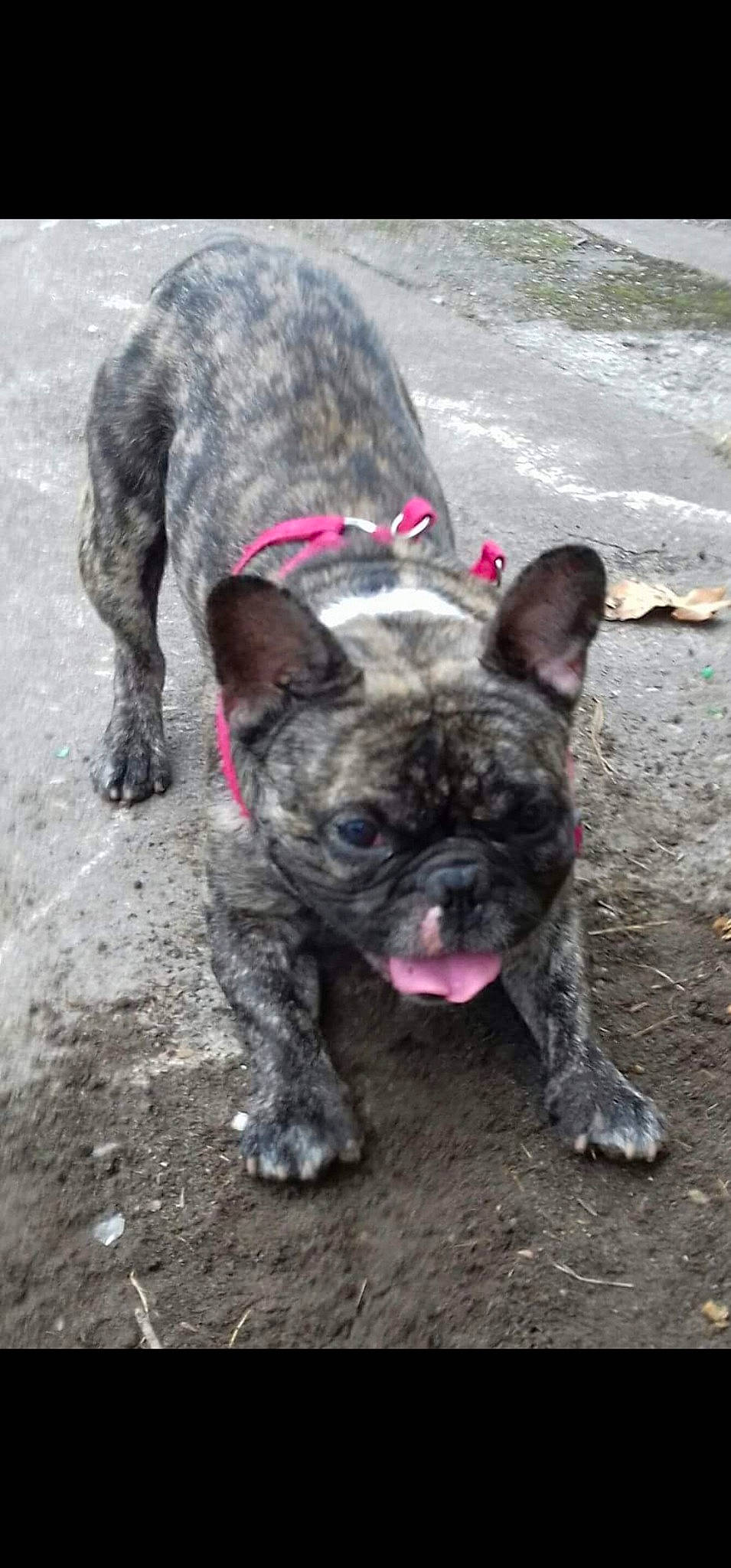 Mathis a rejoint le concours — aidez-le/la à gagner de superbes lots ! bulldog, canidae, carnivore, collar, companion_dog, dog, dog_breed, dog_collar, fawn, french_bulldog, molosser, pug, snout, soil, sporting_group, terrestrial_animal, toy_dog, whiskers, working_animal, wrinkle