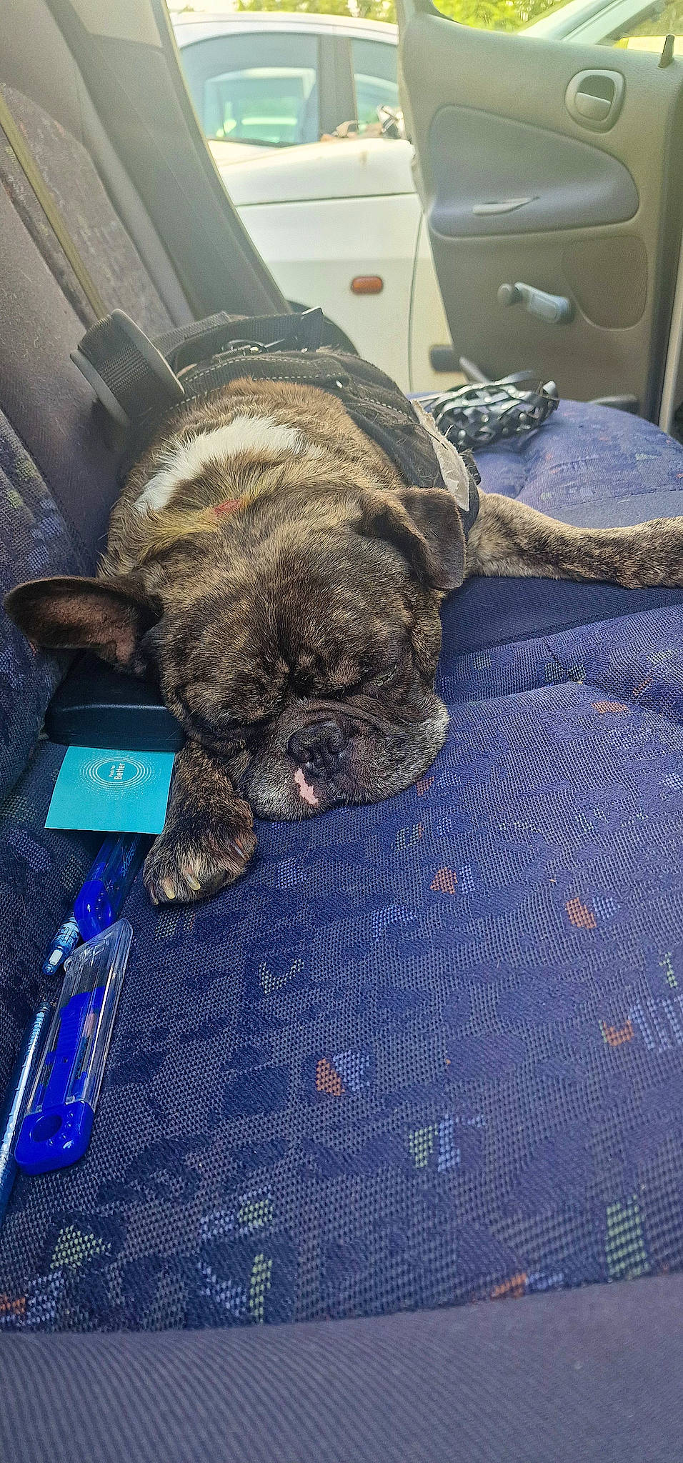 Mathis participe au concours pour gagner de l'argent avec cette photo : cabinetry, carnivore, collar, comfort, companion_dog, dog, dog_breed, electric_blue, fawn, fur, grey, pet_supply, pug, snout, sporting_group, terrestrial_animal, toy_dog, whiskers, working_animal, wrinkle