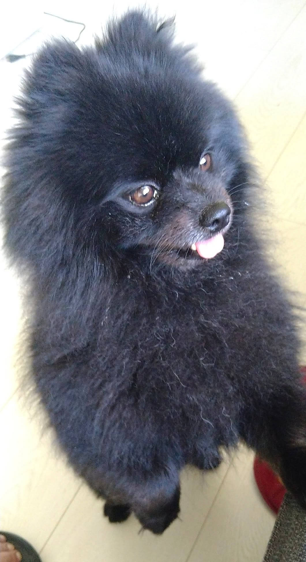 Pago participe au concours pour gagner de l'argent avec cette photo : ancient_dog_breeds, canidae, carnivore, companion_dog, dog, dog_breed, fur, german_spitz_klein, liver, non_sporting_group, snout, spitz, sporting_group, toy_dog, whiskers, working_animal, working_dog