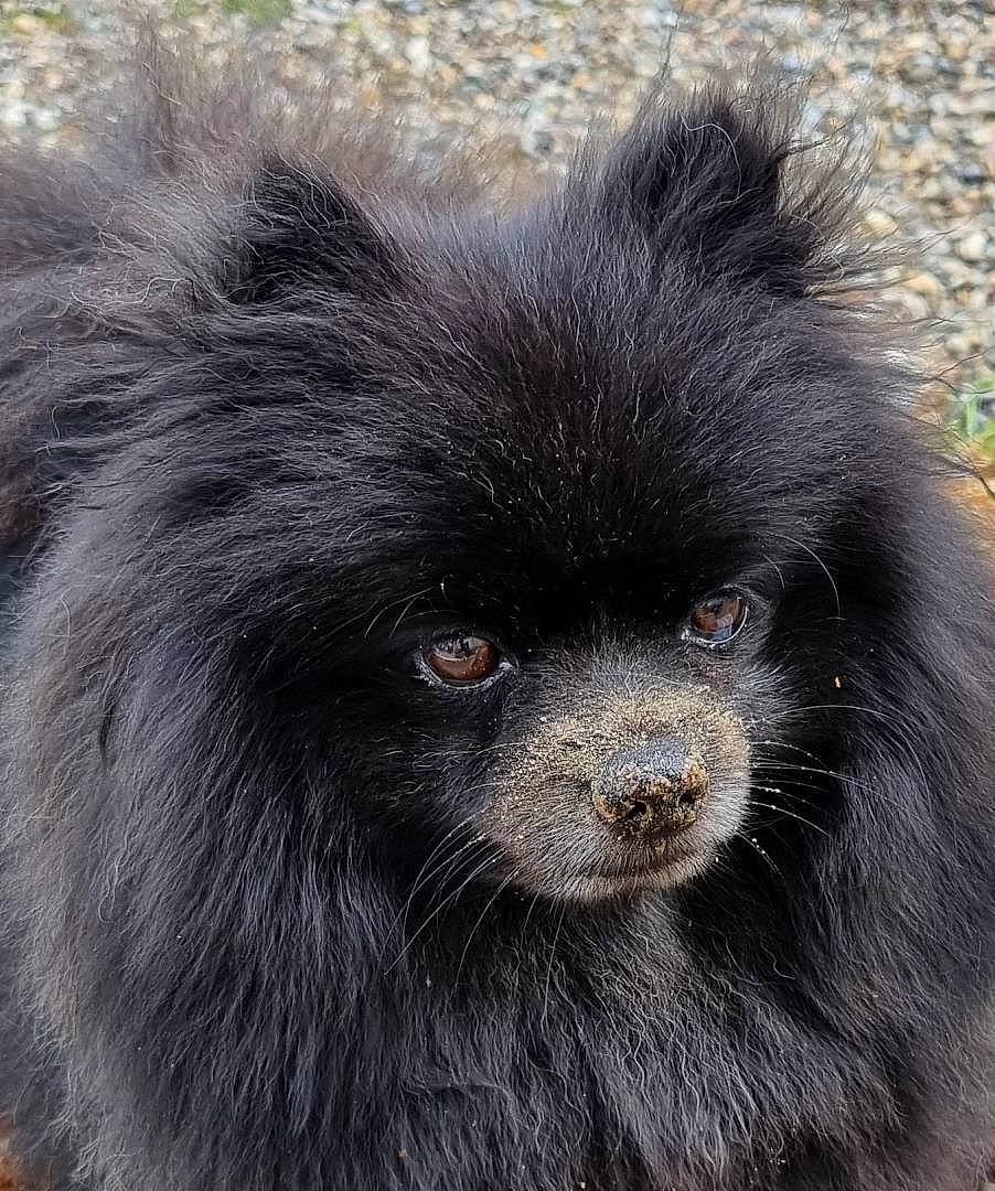 Pago participe au concours pour gagner de l'argent avec cette photo : carnivore, companion_dog, dog_breed, fur, snout, terrestrial_animal, working_animal