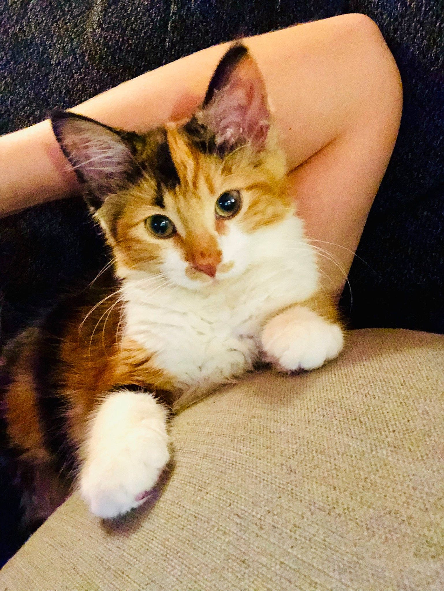 Olive is registered to the contest to win money with this photo: aegean_cat, american_wirehair, asian, carnivore, cat, claw, cymric, domestic_short_haired_cat, european_shorthair, felidae, fur, gesture, kitten, leg, mammal, paw, polydactyl_cat, skin, small_to_medium_sized_cats, whiskers