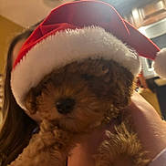 Joy is registered to the contest to win money with this photo: adorable, animal, blurry, brown, closeup, curly_fur, cute, dog, domestic, face, festive, fur, holiday, indoor, kitchen, person_holding, pet, puppy, santa_hat, warm_lighting