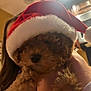adorable, animal, blurry, brown, closeup, curly_fur, cute, dog, domestic, face, festive, fur, holiday, indoor, kitchen, person_holding, pet, puppy, santa_hat, warm_lighting
