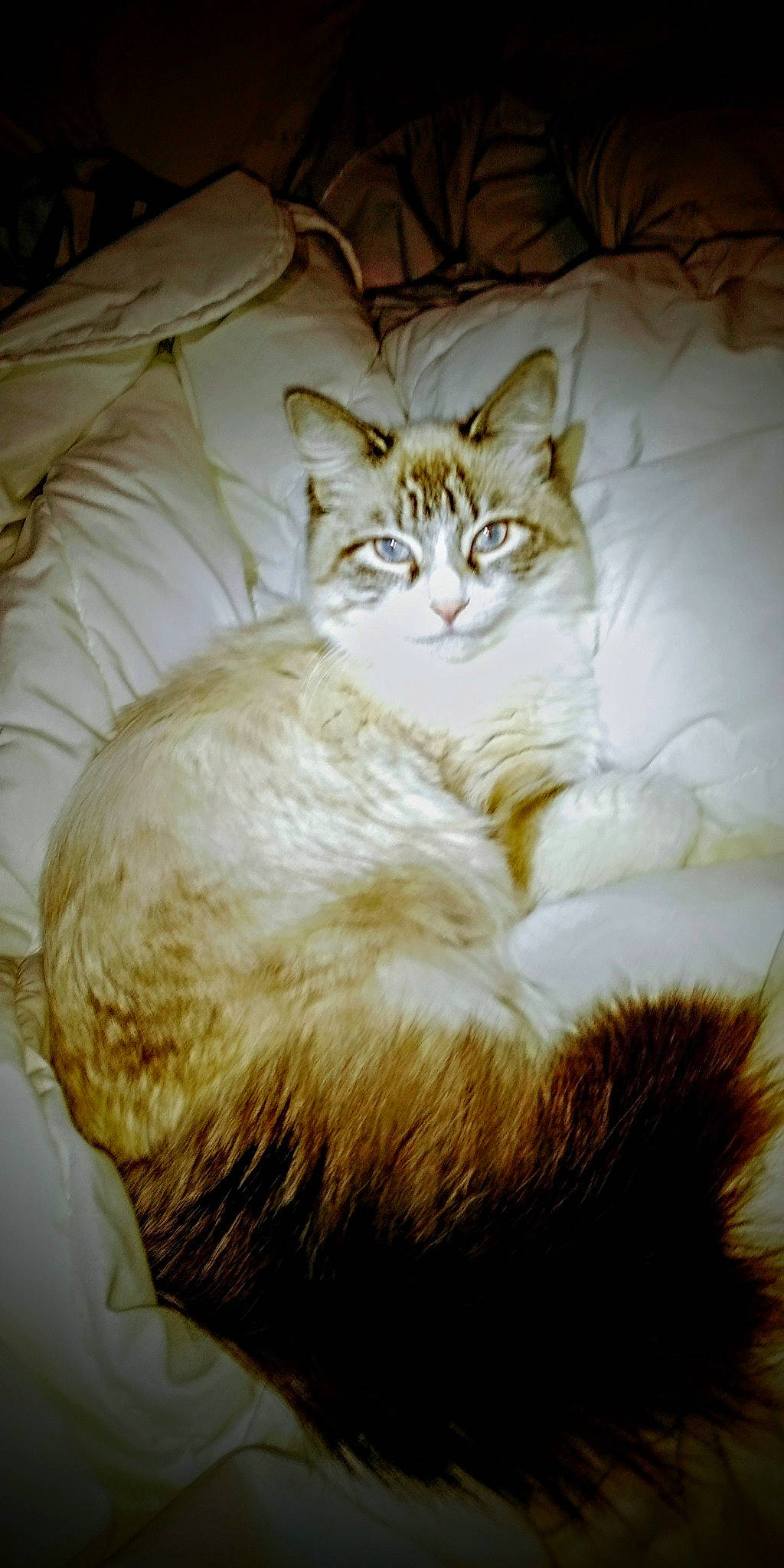 Sahara joined the competition — help win amazing prizes! carnivore, cat, claw, comfort, domestic_short_haired_cat, ear, fawn, felidae, fur, head, nap, natural_material, paw, sitting, small_to_medium_sized_cats, snout, tail, terrestrial_animal, tree, whiskers