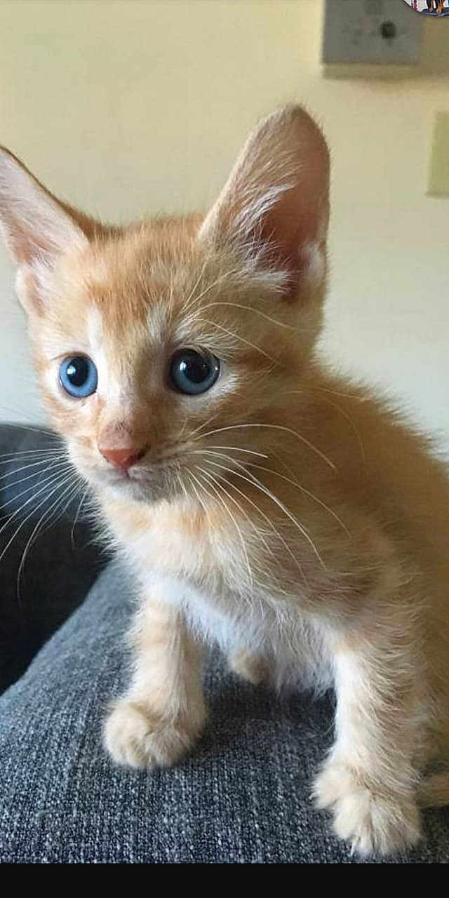 Mowgli