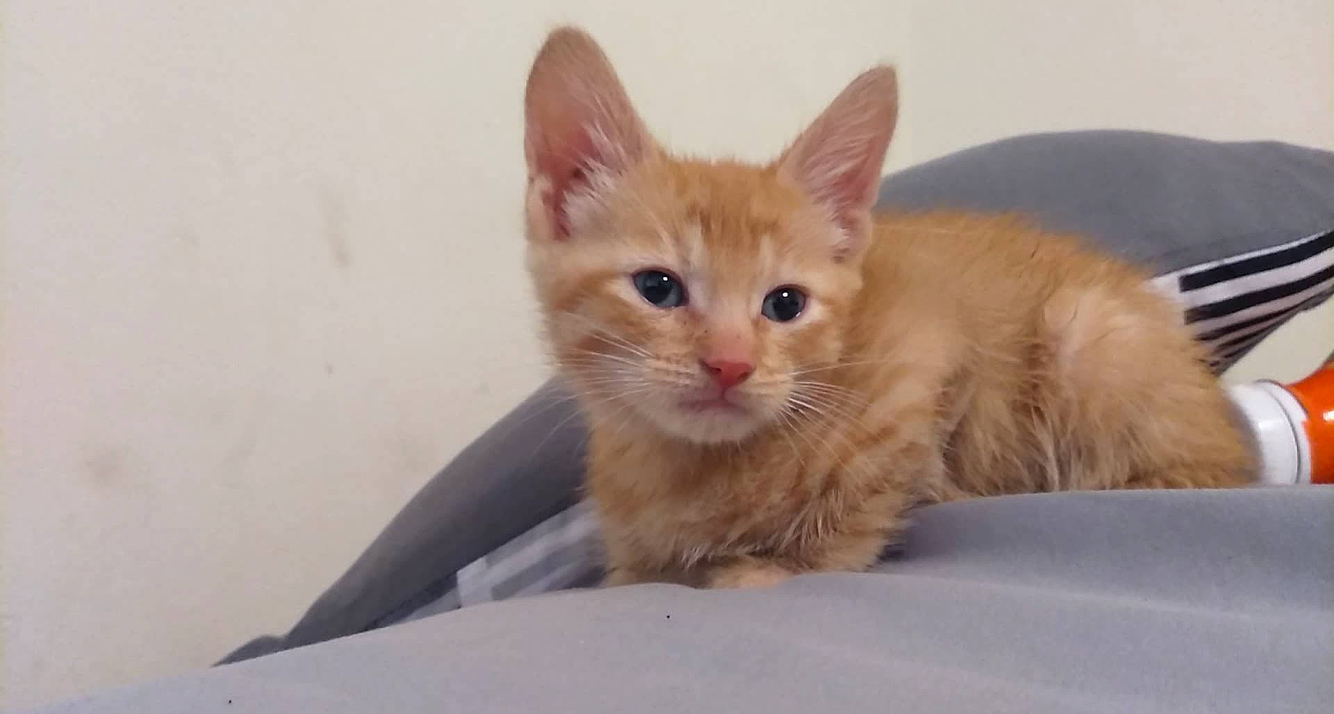 Mowgli is registered to the contest to win money with this photo: aegean_cat, arabian_mau, carnivore, cat, domestic_short_haired_cat, european_shorthair, fawn, felidae, german_rex, kitten, maine_coon, mammal, munchkin, ojos_azules, ragamuffin, small_to_medium_sized_cats, snout, turkish_angora, vertebrate, whiskers