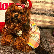 Hazel joined the competition — help win amazing prizes! dog, pet, plaid_clothing, bow, couch, pillows, fur, cute, indoors, portrait, animal, fluffy, small_dog, resting, cozy, furniture, decor, brown, adorable, relaxed
