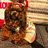 dog, pet, plaid_clothing, bow, couch, pillows, fur, cute, indoors, portrait, animal, fluffy, small_dog, resting, cozy, furniture, decor, brown, adorable, relaxed