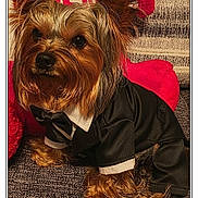 Milo is registered to the contest to win money with this photo: animal, black_clothing, brown_fur, couch, cozy, cute, dog, ears, fur, furniture, indoor, living_room, pet_clothing, pillow, portrait, resting, small_dog, tuxedo, white_collar, yorkshire_terrier