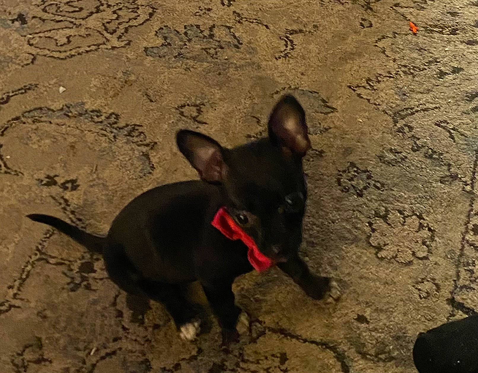 Chica joined the competition — help win amazing prizes! beach, canidae, carmine, carnivore, collar, companion_dog, dog, dog_breed, dog_collar, dog_supply, fawn, liver, shadow, snout, soil, sporting_group, tail, terrestrial_animal, toy_dog, working_animal