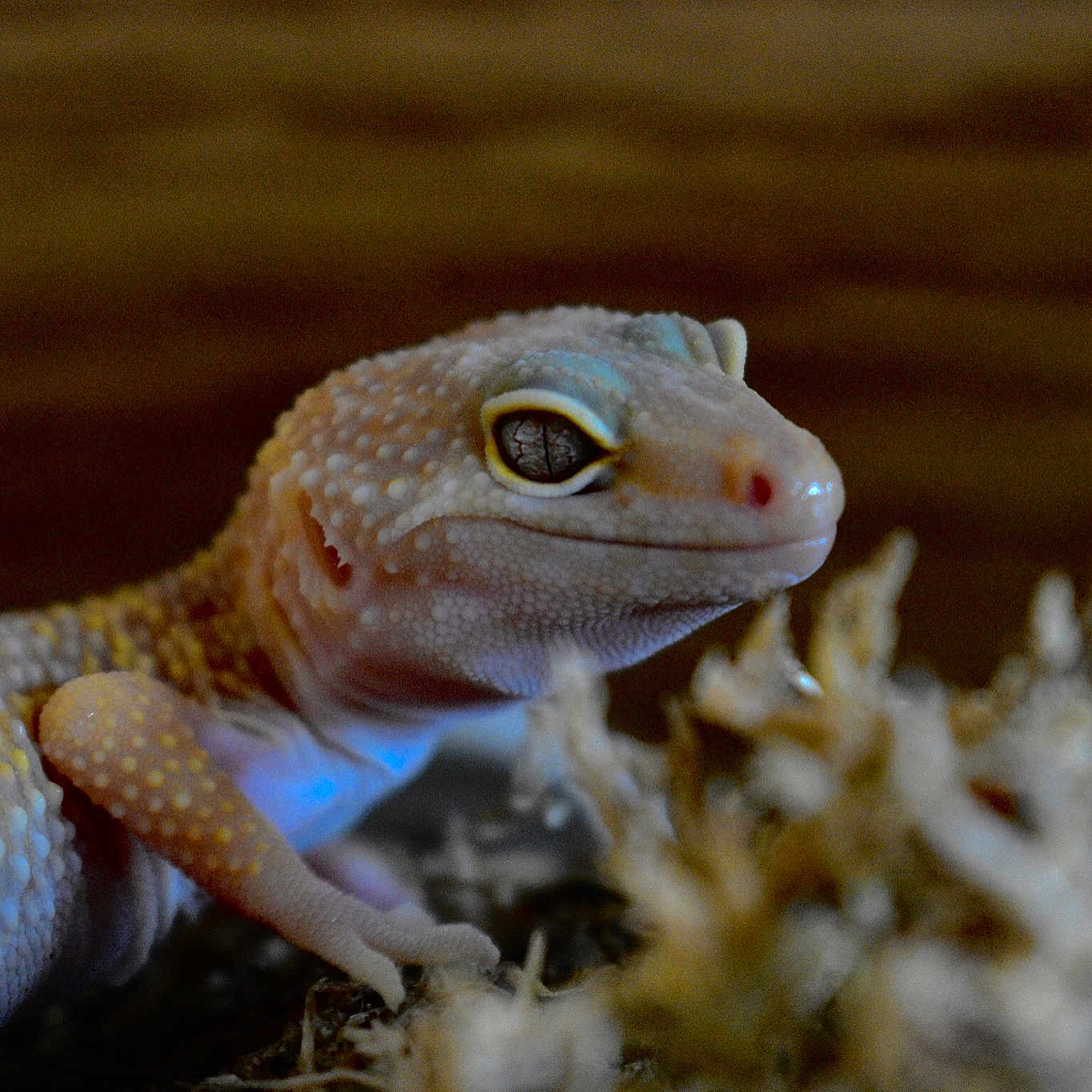 Spyro