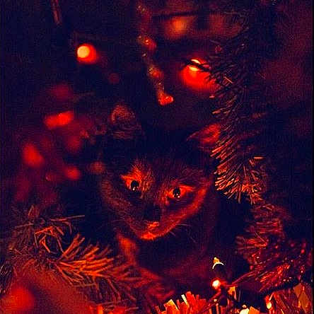 Zigzag joined the competition — help win amazing prizes! computer_wallpaper, darkness, flame, geological_phenomenon, halloween, midnight, night, whiskers