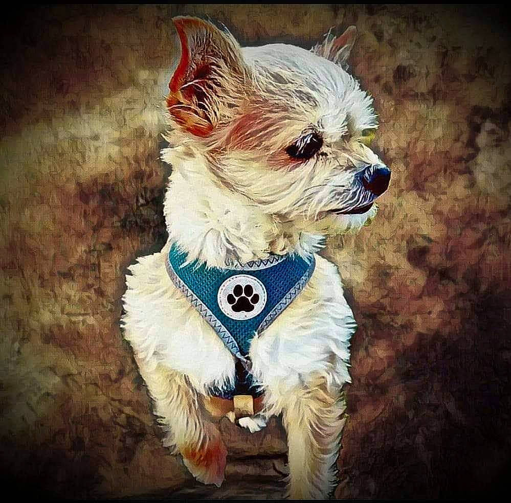 Rags joined the competition — help win amazing prizes! cairn_terrier, canidae, carnivore, companion_dog, dog, dog_breed, dog_collar, ear, illustration, morkie, painting, puppy, puppy_love, small_terrier, snout, terrier, toy_dog, west_highland_white_terrier, whiskers, yorkshire_terrier