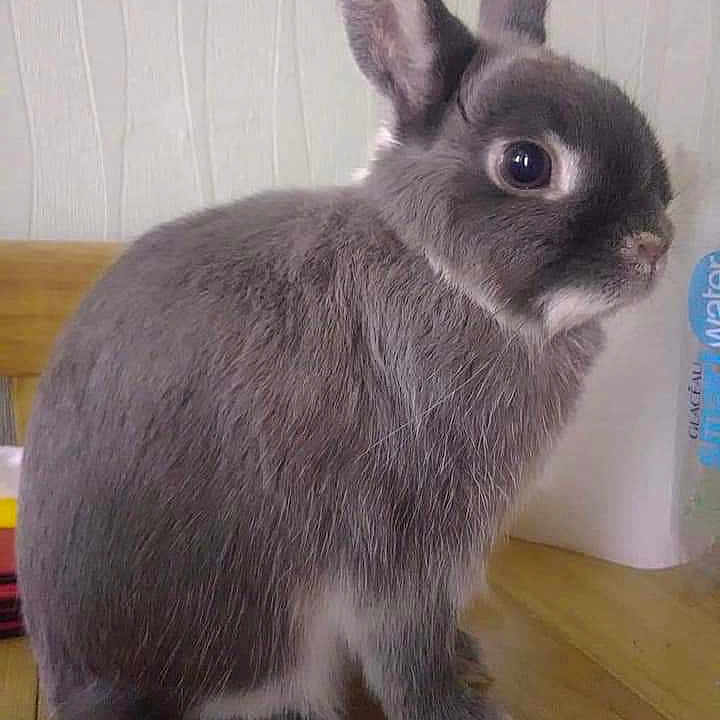 Misha